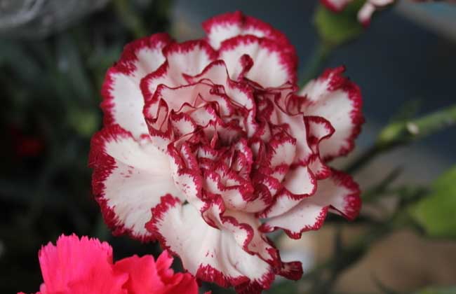 康乃馨代表什么意思