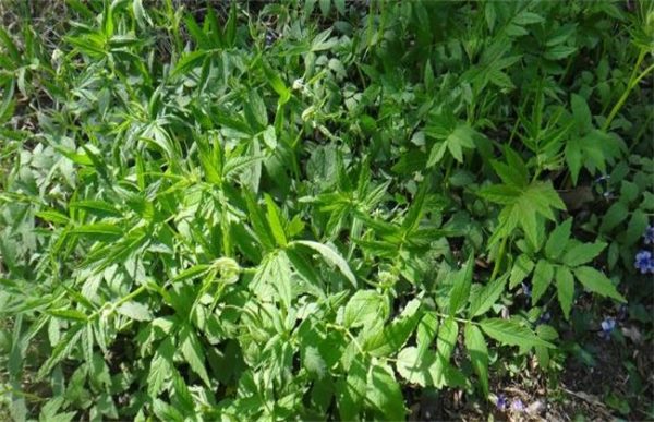 如何种植延胡索