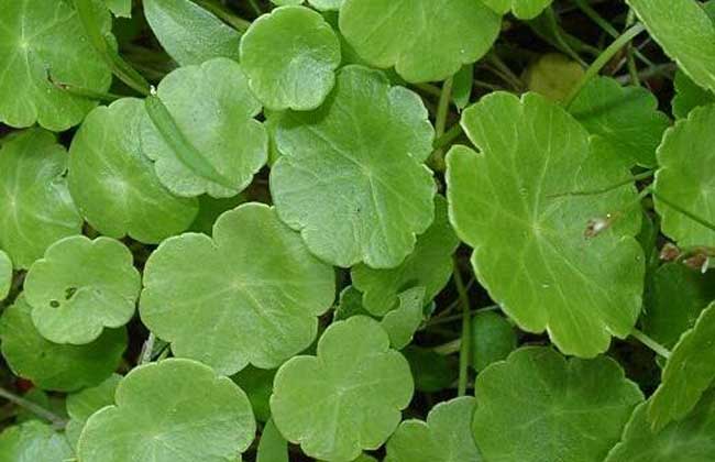 金钱草种子怎么种?