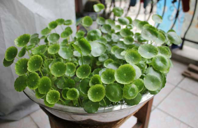 金钱草怎么养殖?