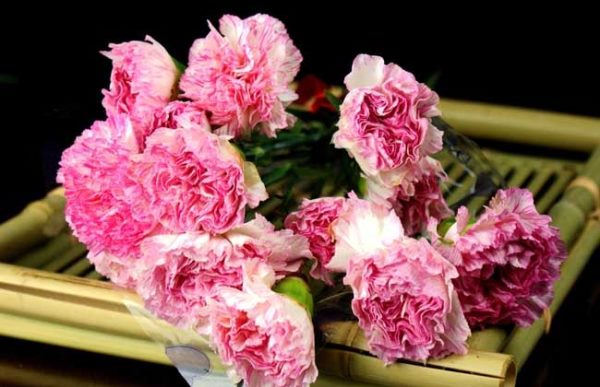 康乃馨代表什么意思