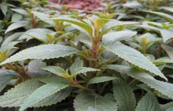 怎么种植溪黄草