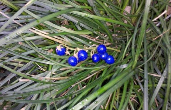 麦冬的高产种植技术