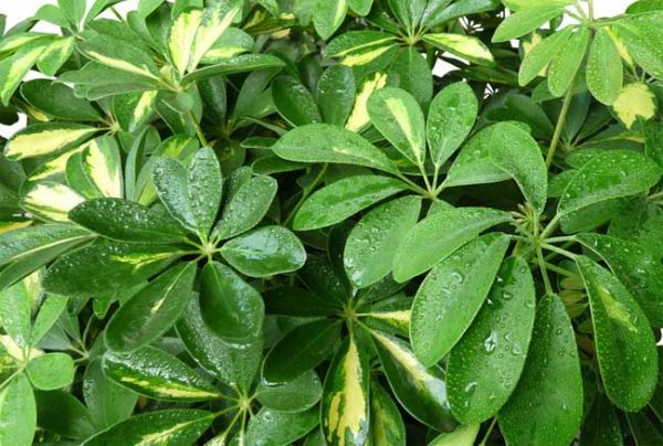 发财树的修剪方法