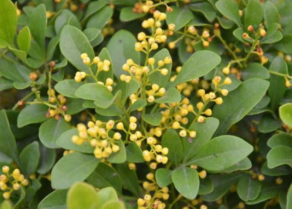 米兰花掉叶子怎么办?