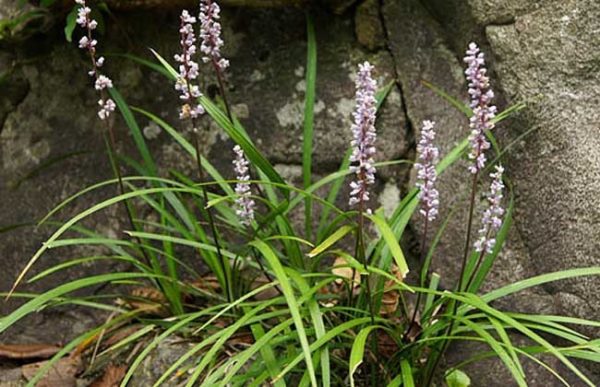 麦冬的高产种植技术