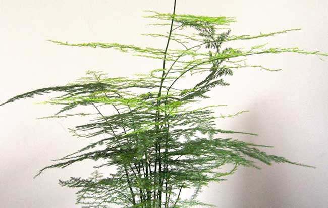 文竹怎么施肥？