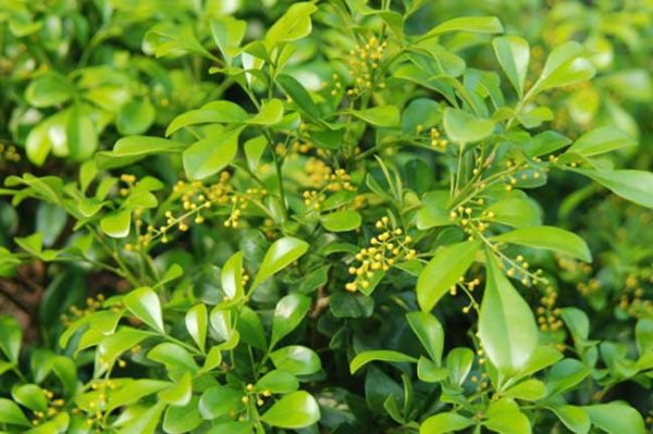 米兰花掉叶子怎么办?