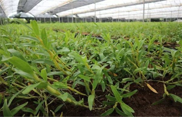金钗石斛的种植方法