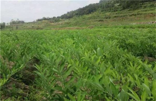 怎么种植溪黄草