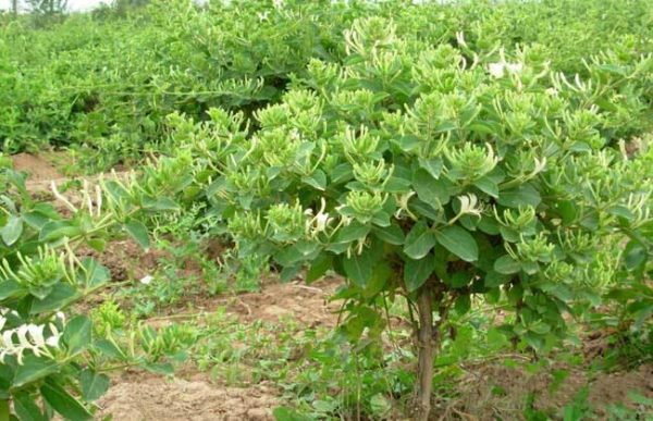 金银花种植的注意事项