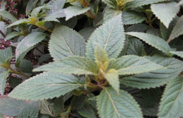 怎么种植溪黄草