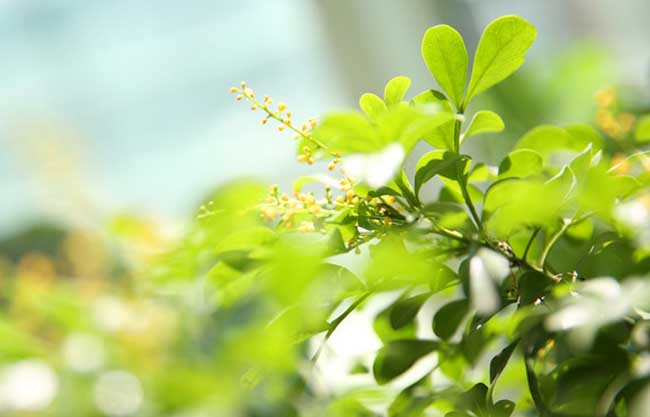 米兰花掉叶子怎么办?