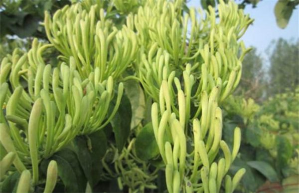 金银花种植的注意事项