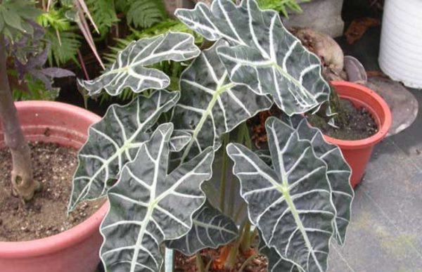 天南星科观音莲的养殖方法