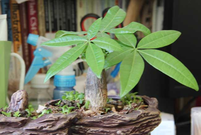 发财树的修剪方法