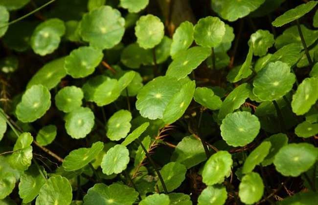 金钱草种子怎么种?