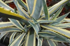 芹菜反延季节高产培育壮苗步骤：塑盘育苗