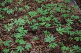 大白菜菜螟害防治