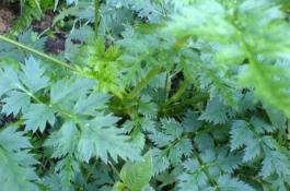 川芎高产种植技术 川芎高产种植技术