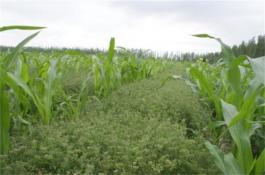 辣椒酱加工方法