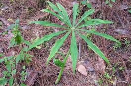 大白菜细菌性角斑病的防治