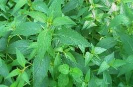 吸烟有害元凶却非尼古丁茶叶是烟草的“天敌”