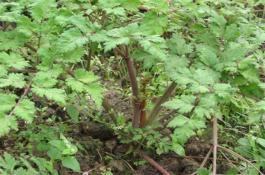 防治冬瓜常见的病虫害