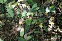 苏粉1号(番茄)