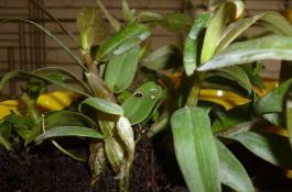 宁夏地区外销型番茄栽培要点