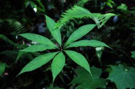 番茄、佛手瓜、白菜高效立体栽培技术