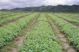 大白菜反季栽培技术