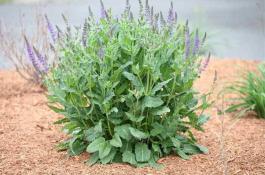 九如斋辣椒油制作方法