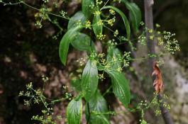 丝瓜病害瓜类病毒病