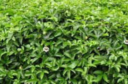 白菜的播种方法