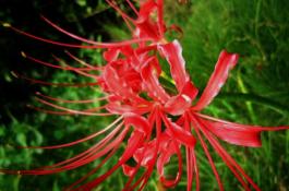 椒类烂果防治要对症