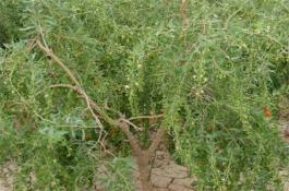 番茄出现了叶卷。该怎样解决？