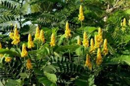 怎样防治白菜黑斑病