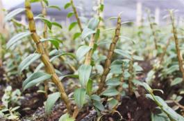 优高茶叶栽培技术 高产优质茶叶栽培技术