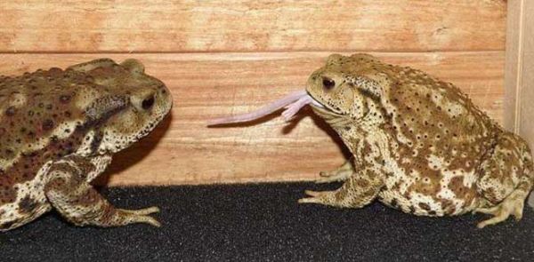 今年养殖什么最赚钱？