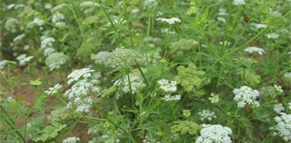 蛇床子种植效益