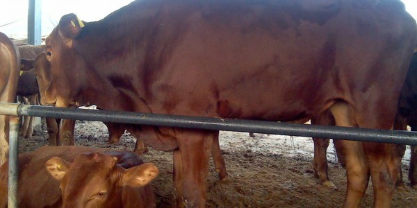 养羊养牛养驴哪个好养？各有不同看法！