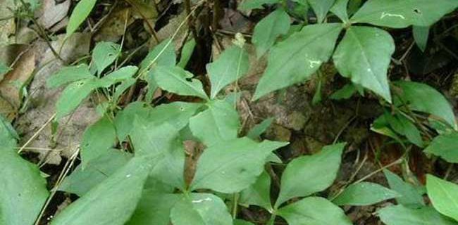 福建种植什么药材最赚钱