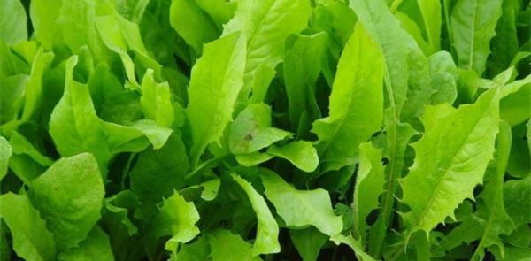 油麦菜种植效益分析