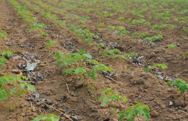 油用牡丹种植技术