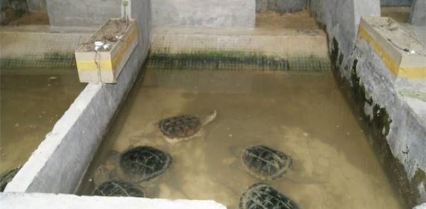 2018养殖乌龟赚钱吗