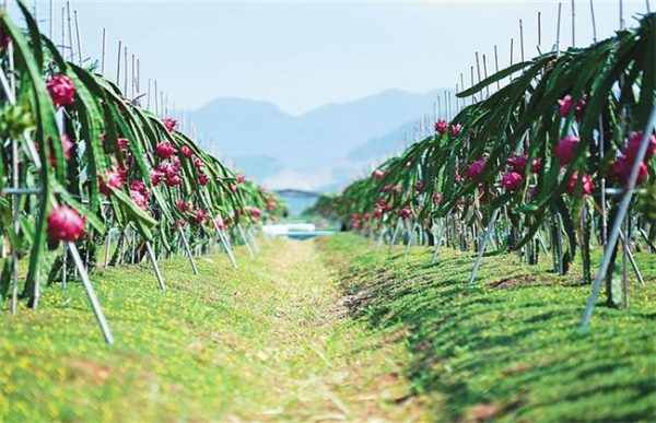 如何种植火龙果