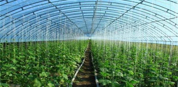 2018农村缺稀什么市场