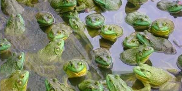 青蛙黑斑蛙还让养殖吗？养殖成本是多少？