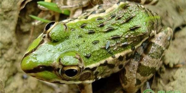 青蛙黑斑蛙还让养殖吗？养殖成本是多少？